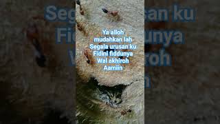 Download lagu usiya sudah tak mudah lagi @motifasi #kata kata bijak mp3