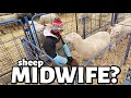 CALL THE MIDWIFE! ...stuck lambs, backwards lambs, bottle lambs and foster lambs. Vlog 778