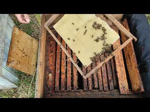 Как пчёлы осваивают самодельную вощину. #Пчеловодство #пчёлы #вощина
