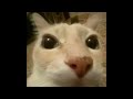 One Hour Of Silence Interrupted By Cartoon Boing Sound Effect