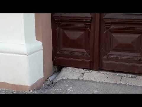 Cute Cats of Hungary May 2022