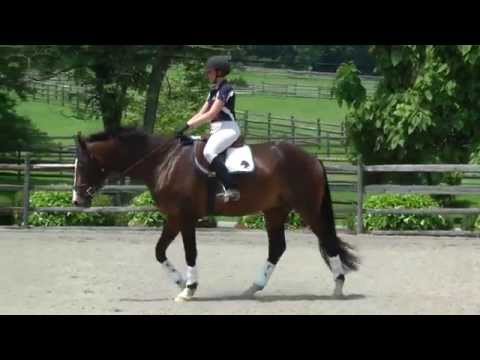 Griffin ISF at Iron Spring Farm, July 2015. SOLD!