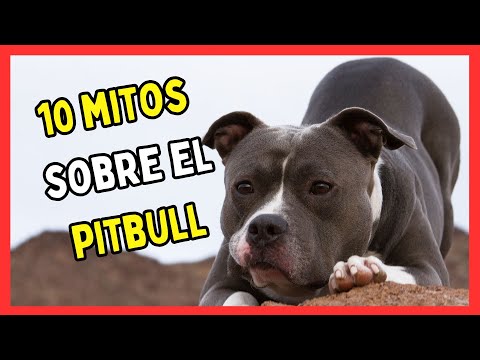 🔴 10 MITOS SOBRE LOS PITBULL 🔴