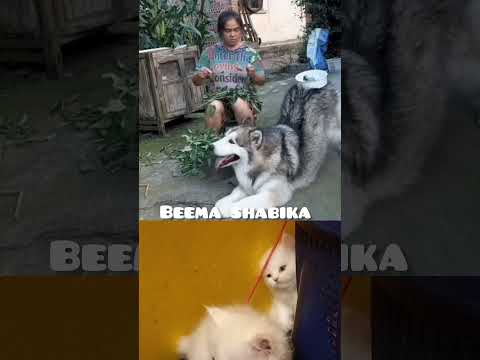cat's funny videos 😂 #trendingshorts #catfunny #funny #catvideos #comedy