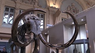 A mammoth skeleton displayed in Lyon before auction