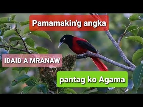 MASHA ALLAH IDAIDA A PARA KO AGAMA "TIYALIKODAN IRAN SO TITHO A OKIT"