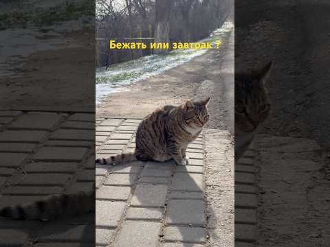Бежать или завтрак? #одесса #море #beach #travel #cat #cats #котики #animals #жизньдругих