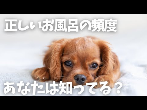 どれくらいの頻度で犬をお風呂に入れるべきですか?