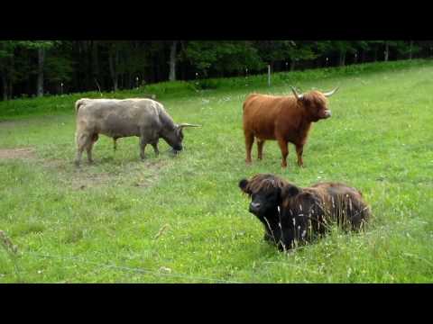 Highland Cow Chewing Cud