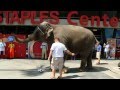 Ringling Bros Own Pachyderm Prognosticator Selects Germany To Win