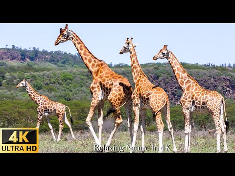 Wild Animals in Collection of Animals : Giraffe Scenic Wildlife Film With Calming Music
