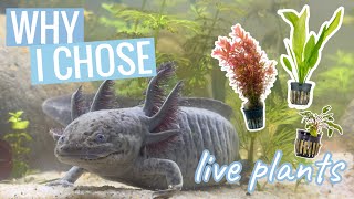 Why I Chose Live Plants for My Aquariums | Benefits & Regrets