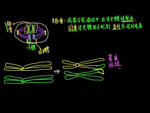 四分體是什麼