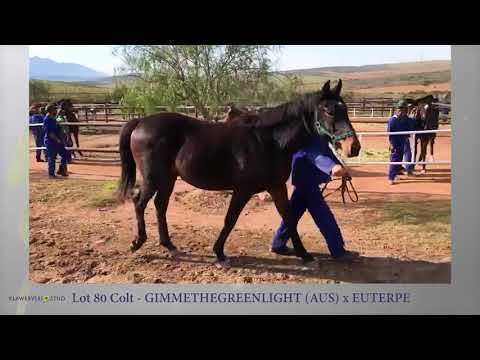 Gimmethegreenlight - Euterpe colt for sale on Gavelhouse South Africa