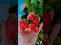 Yummy Strawberries Ytshorts Organic Fruits