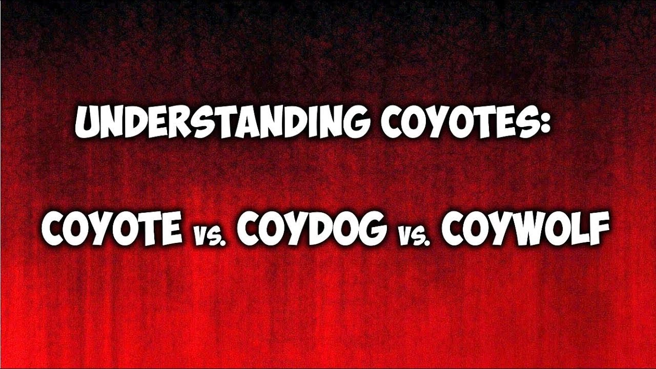 Are Coydogs legal?