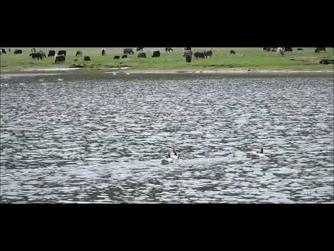 "Ээлээ өгсөн нутаг" МУСТА Дуучин П.Баярмагнай