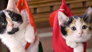 The Dancing Cat  - Henry mancini