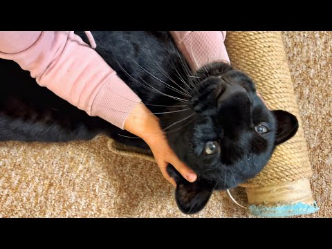 Luna the panther sends Vika on vacation 😁(ENG SUB)