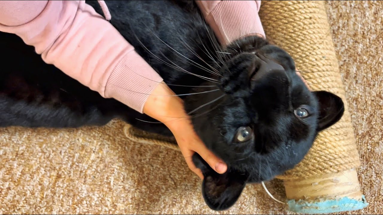 Luna the panther sends Vika on vacation 😁(ENG SUB)
