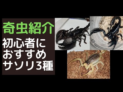 セロポラス・グラシオサス