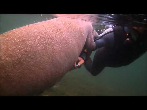 Snorkeling with Manatees