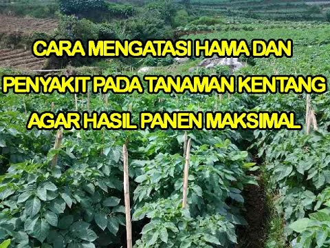Apakah Superman meningkatkan palu Thor BDSM dengan penis kecil