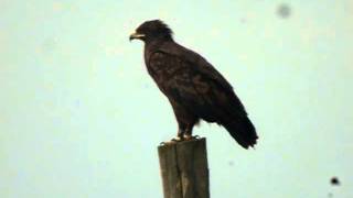 preview picture of video 'Greater Spotted Eagle III'