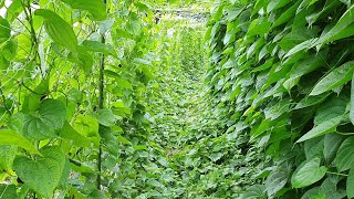 열매마 터널 80 미터 시원하고 열매마가 열리기 시작 합니다.