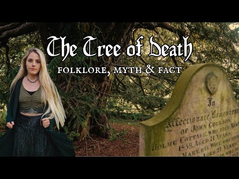 🌿 The Yew Tree: Magic, Myth, and Mystery Uncovered