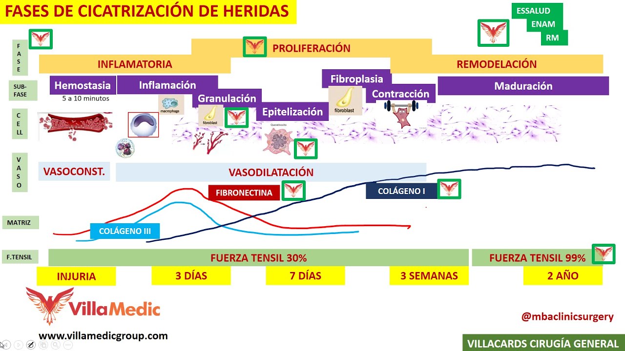 FASES DE LA CICATRIZACIÓN DE HERIDAS BY @mbaclinicsurgery