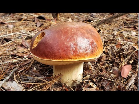 YouTube video
