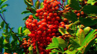 Sister Ray Davies – Rowans