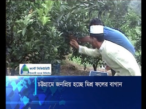 চট্টগ্রামে জনপ্রিয় হচ্ছে মিশ্র ফলের বাগান | ETV News