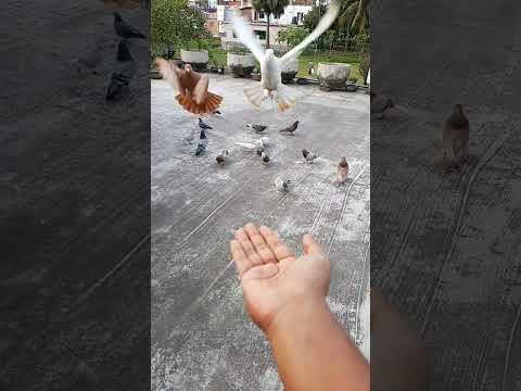 Pigeon racing ready steady go 😳 #shorts #pigeon #pets #racing #pigeonracing