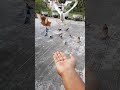 Pigeon Racing Ready Steady Go Shorts Pigeon Pets Racing Pigeonracing
