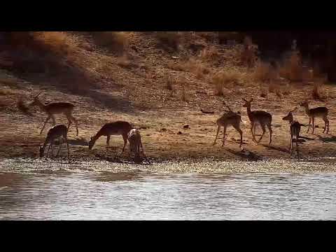 Djuma: Impalas drinking at the dam - 08:57 - 08/01/21