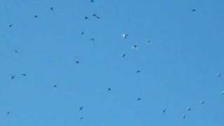 preview picture of video 'image et video du laché de pigeon anglais a falaise le 30 05 09'