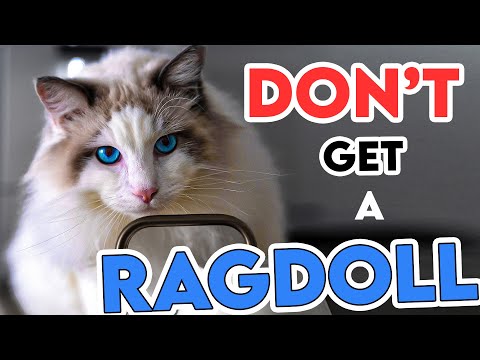 This Is Why You Shouldn't Get A Ragdoll Cat