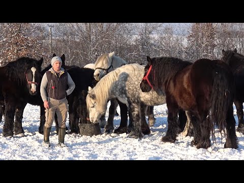 Caii lui Gabi de la Valea Mare de Cris, Bihor - 2026 Nou!!!
