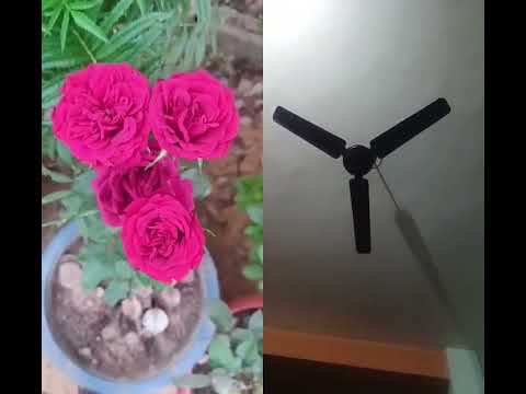 #rose #flowers #gardening #garden #plants #motivation #quotes #motivational #motivationalquotes