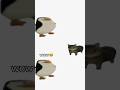 Wow The Kitten Is Very Cute Popular Funny Memes Cat Car Kitten