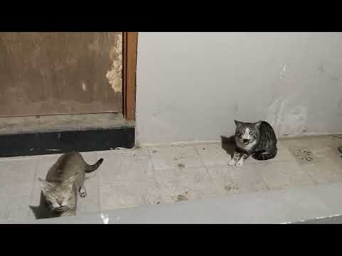 બિલાડી દૂધ પીએ