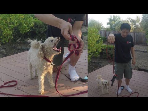 Non Slip Leash and How to Shorten a Dog Leash