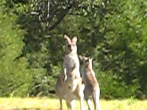 Kangoeroes in Blue Mountains Australia