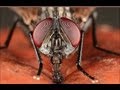 A House Fly Demonstrates One Of The Best ...