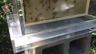 Beehive  honey clear see through