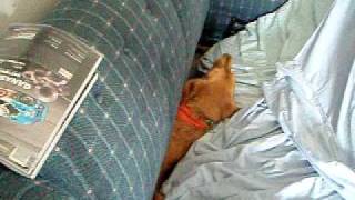 Ella, the golden retreiver, stuck inside a sleeper couch in New Castle Virginia