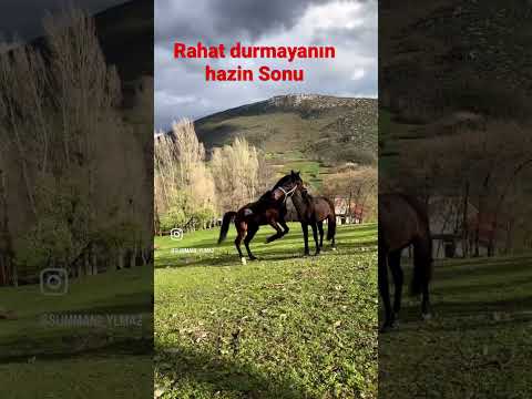 At Hırçın  atlar ansızın boğuşur tehlike arz eder  atsesi #türkiyem #atlar #at #horse #ccc #asker