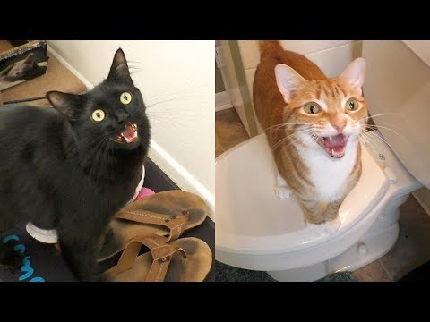 7 Sounds Cats Make and What They Mean